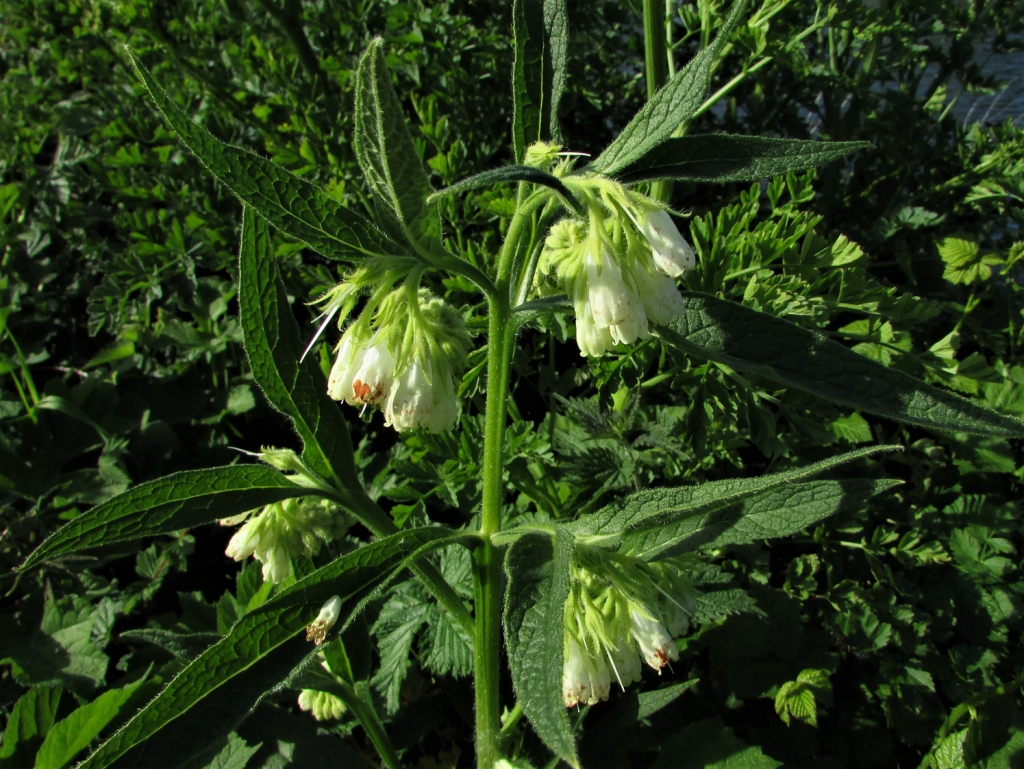 symphytum officinale for cavities