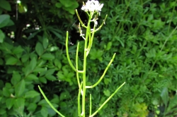 Seed Pods