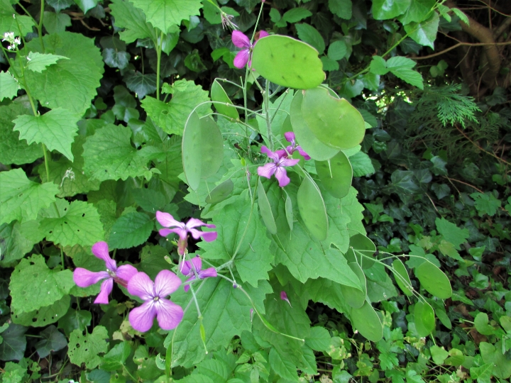 Honesty, Moonwort, Money Plant, Lunaria annua