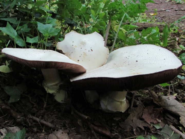 Horse Mushroom