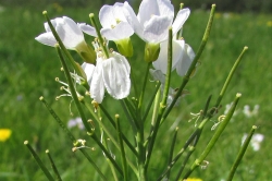 Seed Pods