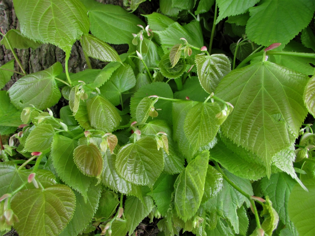 Lime Tree, Linden Tree, Tilia