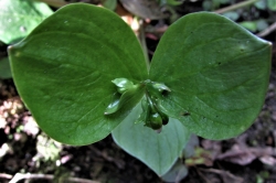 Leaves