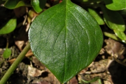 Basal Leaves