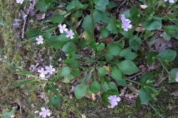 Pink Purslane