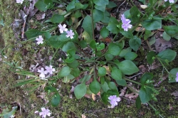 Pink Purslane