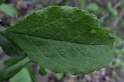 Leaves