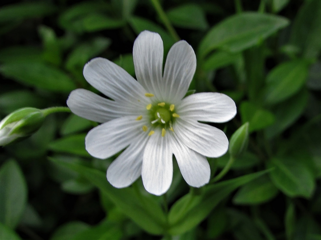 Greater Stitchwort, Wedding Cakes, Star of Bethlehem, Shirt Buttons