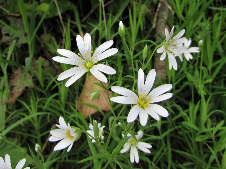 Greater Stitchwort, Wedding Cakes, Star of Bethlehem, Shirt Buttons