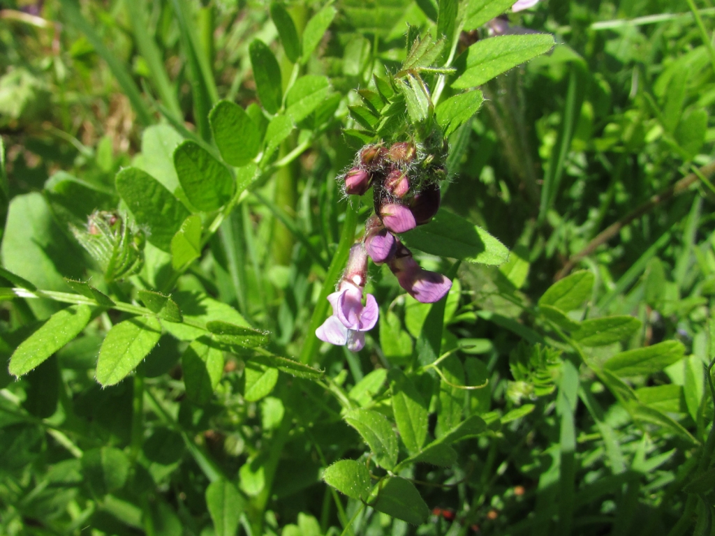 Vetch, Common Vetch, Poor Mans Peas, Vicia sativa