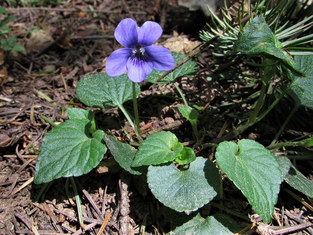 Violet, Wood Violet, Sweet Violet, English Violet, Violata odorata