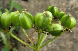 Seeds