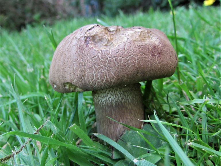 Bitter Beech Bolete
