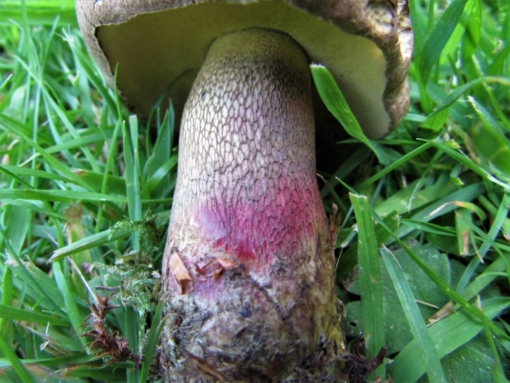 Bitter Beech Bolete