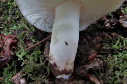 Stem