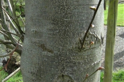 Trunk