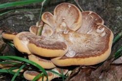 Giant Polypore