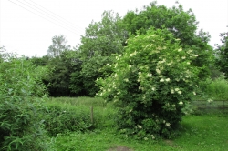 Habitat