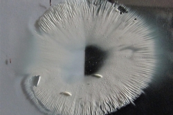 Spore Print