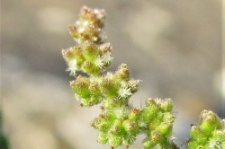 Female Flowers