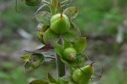 Seed Pods