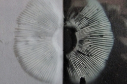 Spore Print