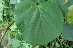 Leaves