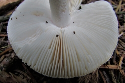 Gills