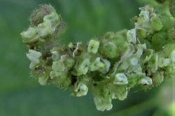 Male Flowers