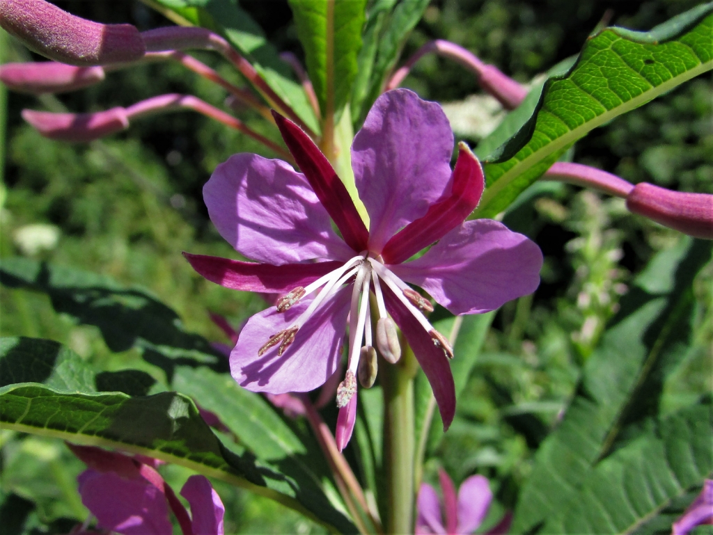 RoseBay Willow Herb, Fire Weed, Chamerion angustifolium