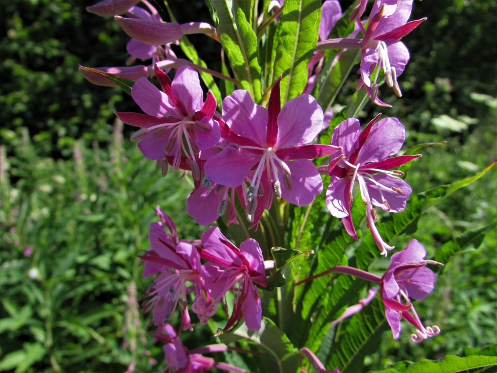 RoseBay Willow Herb, Fire Weed, Chamerion angustifolium