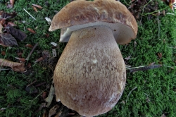 Summer Bolete