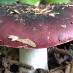 Herefordshire, Ledbury, Eastnor Castle Autumn Foraging Course
