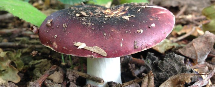 Herefordshire, Ledbury, Eastnor Castle Autumn Foraging Course