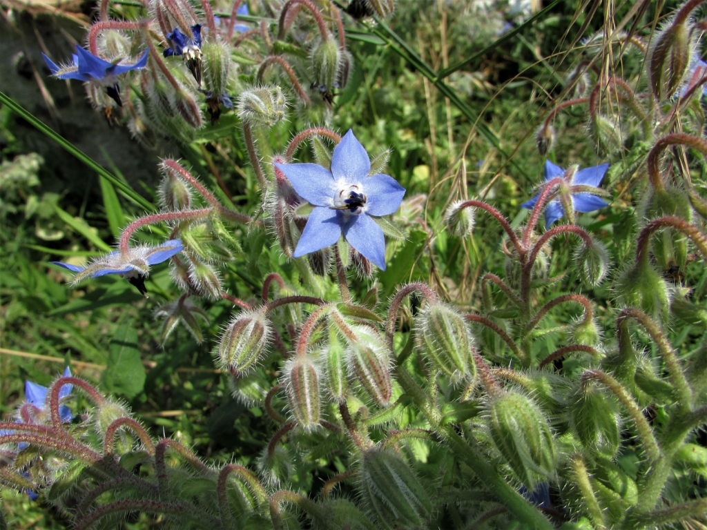 Borage, Starflower, Borago officinalis