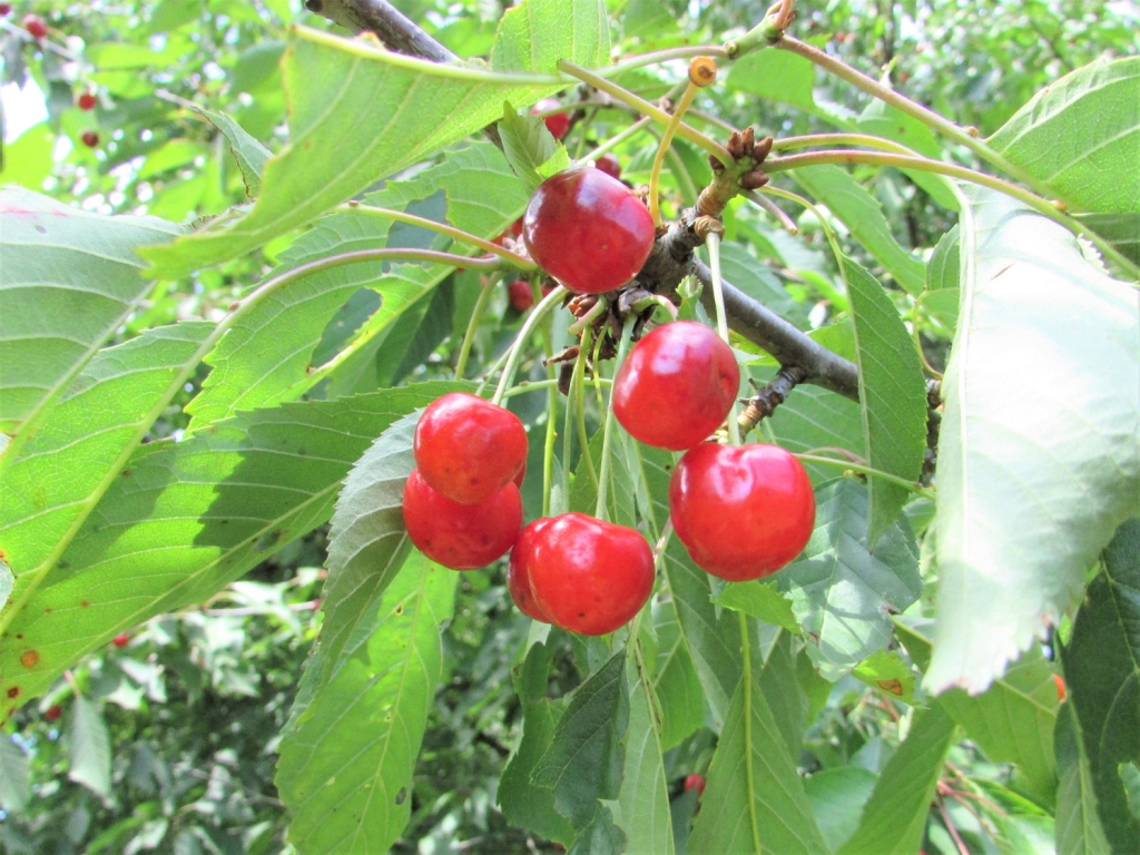 Cherry