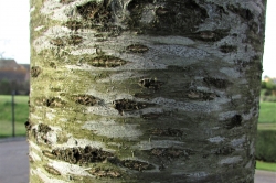 Bark