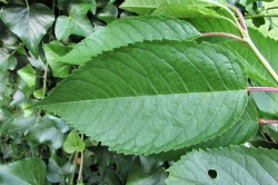 Leaves