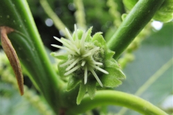 Female Flowers