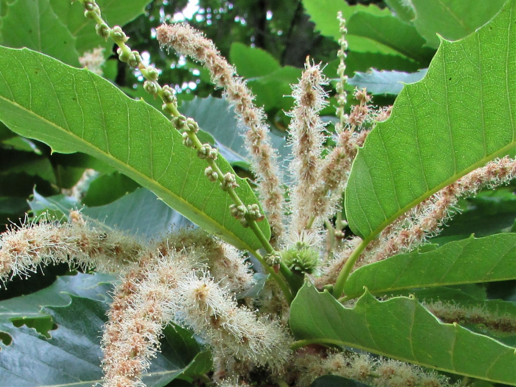 Sweet Chestnut Spanish Chestnut Castanea Sativa