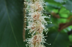 Male Flowers