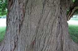 Bark