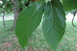 Leaves