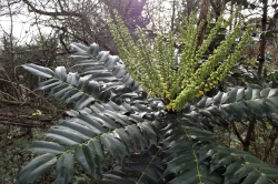 Habitat