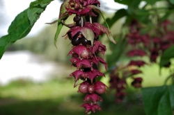 Pheasant Berry