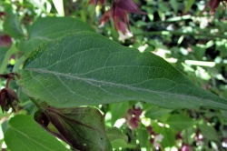 Leaves