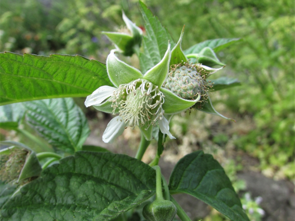 Wild Raspberry - Wild Food UK