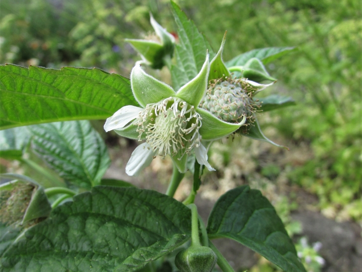 Wild Raspberry - Wild Food UK