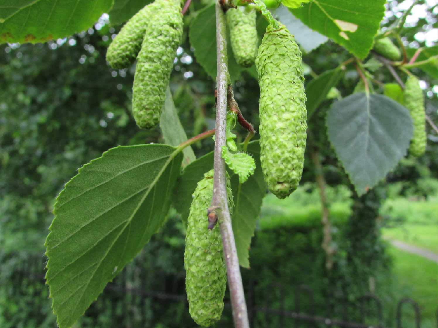 Silver Birch, Betula pendula