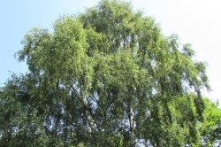 Silver Birch